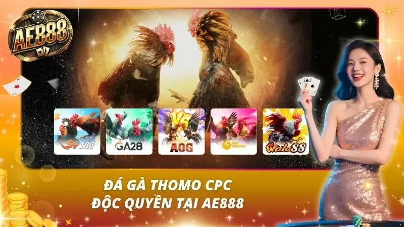 Khu đá gà Thomo AE888 phát trực tiếp HD