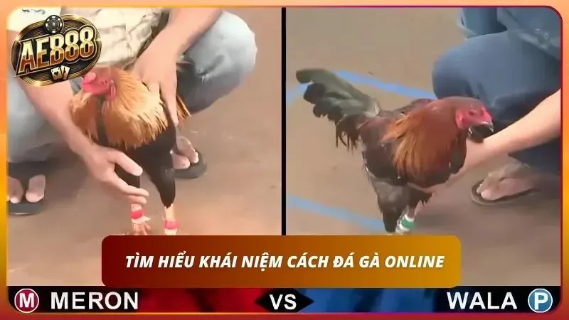 Cách cược đá gà là gì ?