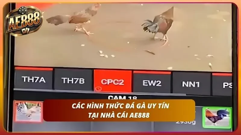 Tìm hiểu các hình thức chiến kê uy tín