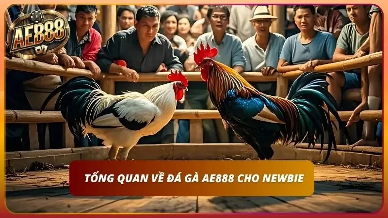 Đôi nét cơ bản về đá gà cho tân thủ