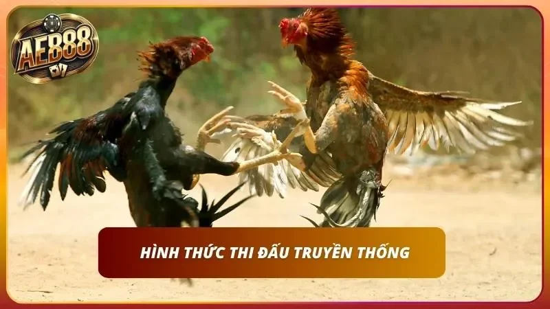 Đá gà truyền thống với việc không trang bị cựa
