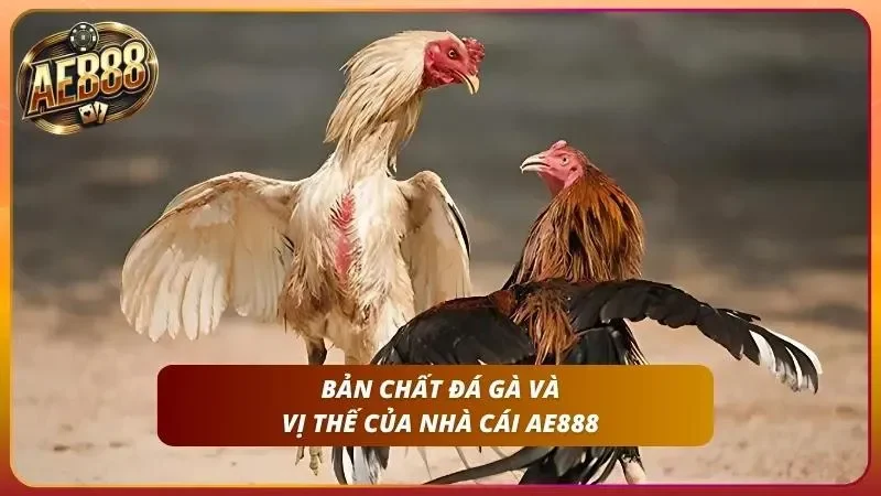Khám phá bản chất về đá gà cũng như vị thế từ nhà cái