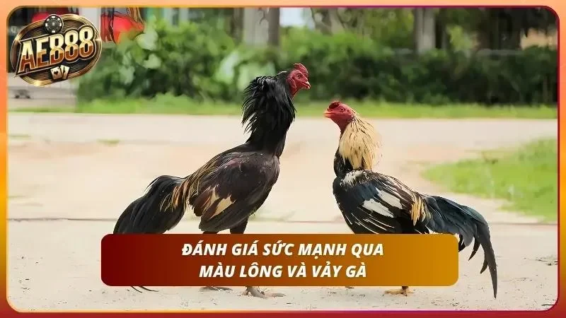 Cận cảnh cặp chân vảy án thiên của chiến kê đang sung sức.
