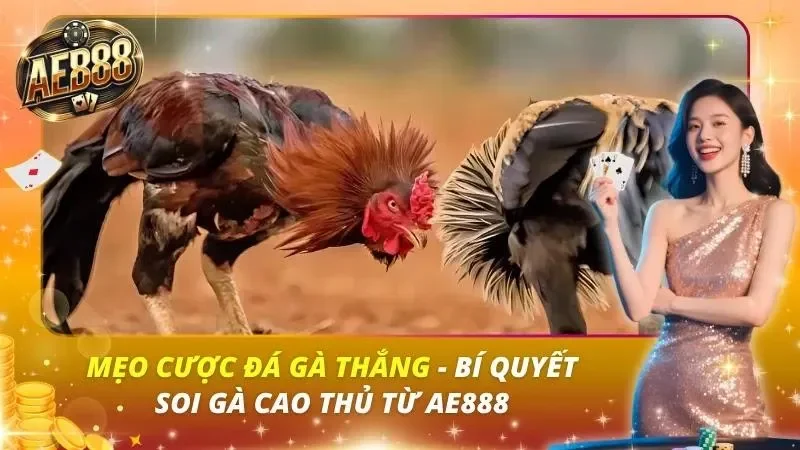 Mẹo Cược Đá Gà Thắng – Bí Quyết Soi Gà Cao Thủ Từ AE888